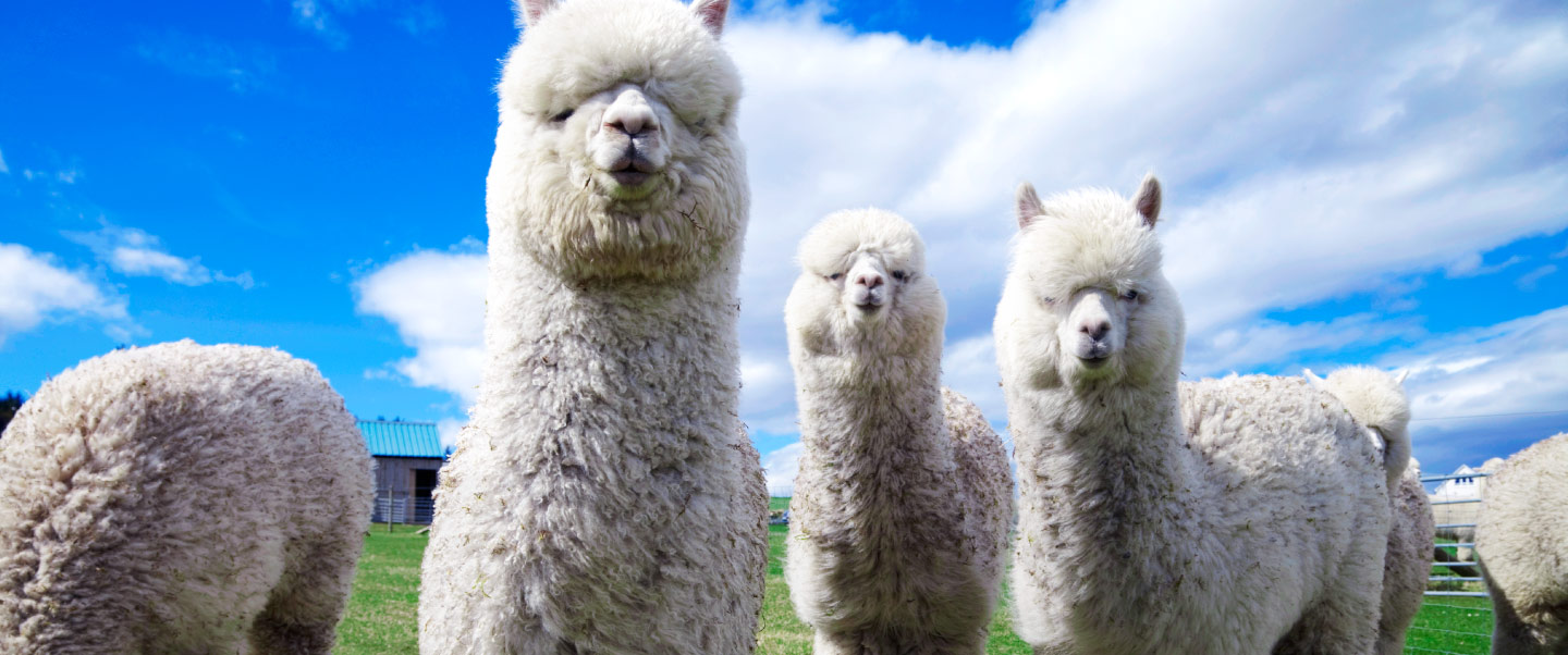 Alpacas