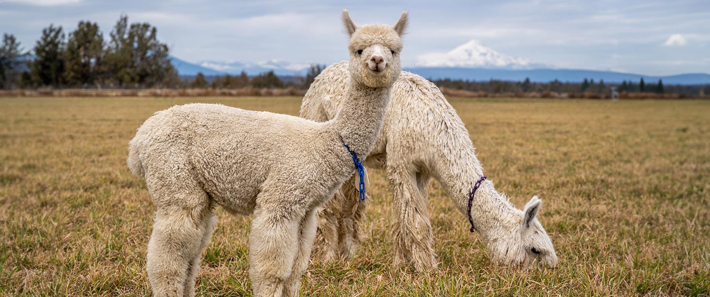 Fibra de Alpaca peruana