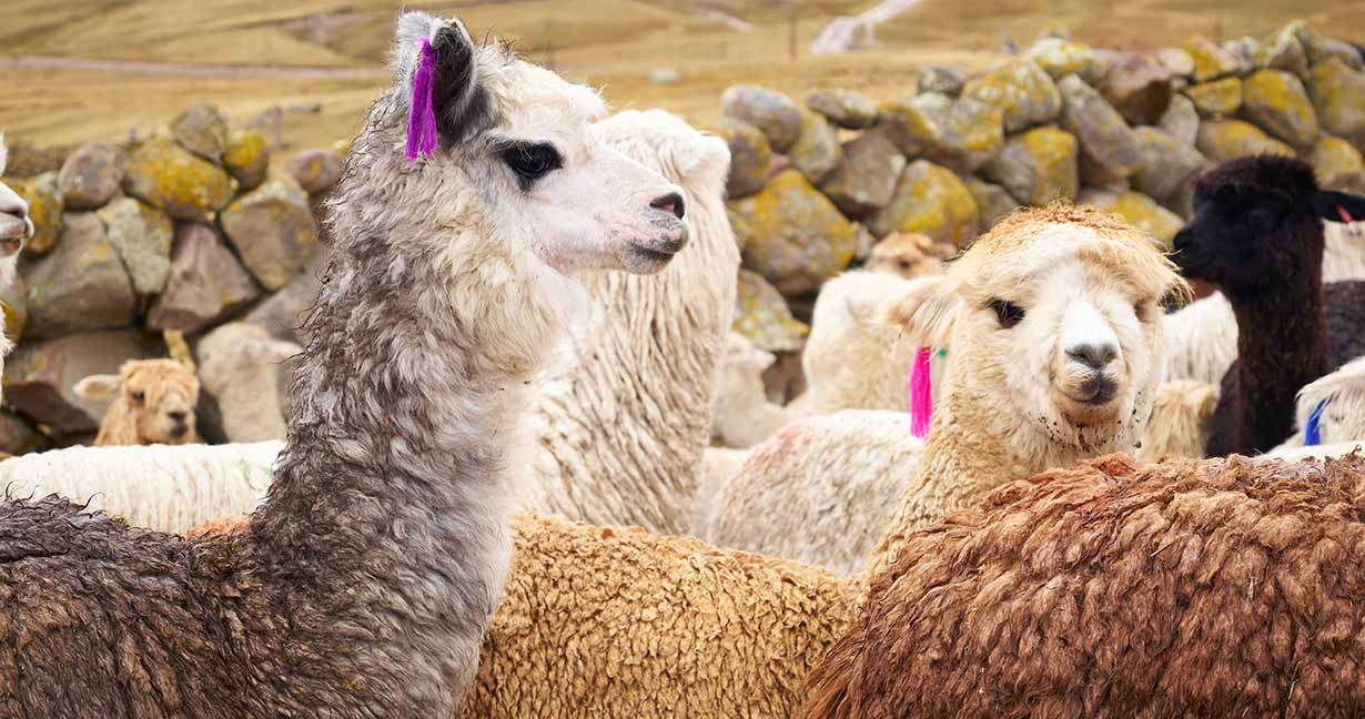 oportunidades comerciales con productos de alpaca en Benelux